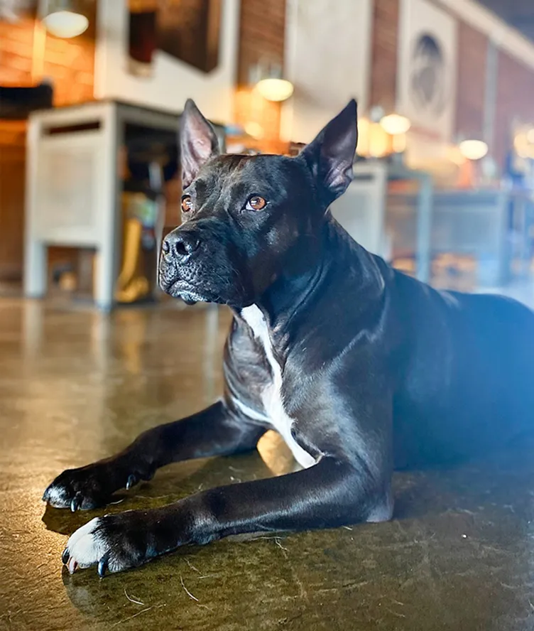 Rescue Dog